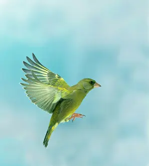 Greenfinches: Greenfinch - male, in flight, side view, wings up