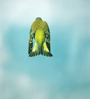 Greenfinches: Greenfinch - Male, in flight, wings down, rear view