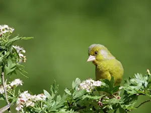 Greenfinches: Greenfinch - male on hawthorn
