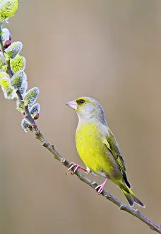 Pussy: Greenfinch - male on pussy willow