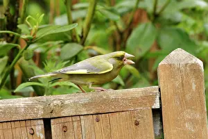 Greenfinches: Greenfinch - male showing territorial aggression