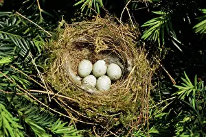 Greenfinches: GREENFINCH nest - with clutch of eggs