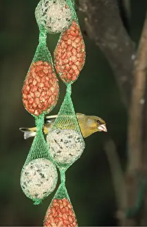 Nuts: GREENFINCH - On on seeds, nut & suet feeder