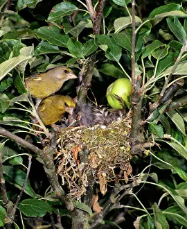 Greenfinches: Greenfinch - pair at nest with chicks in Apple Tree
