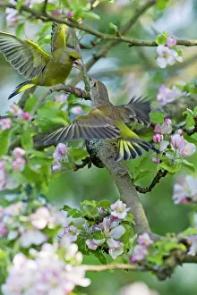 Squabbling: Greenfinch - pair squabbling - perched among apple blossom