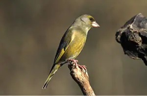 Greenfinches: GREENFINCH - on perch