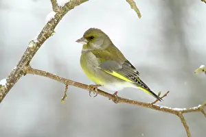 Greenfinches: Greenfinch - perched on branch in winter