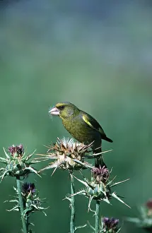 Greenfinches: GREENFINCH - perched on a thistle