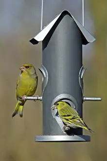 Greenfinches: Greenfinch and Siskin (Carduelis spinus) - at feeder