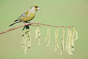 Greenfinches: Greenfinch - sitting on flowering, hazel branch
