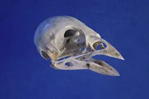 Skull: Greenfinch Skull