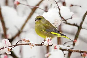 Greenfinches: Greenfinch - on snow covered flowering Viburnum