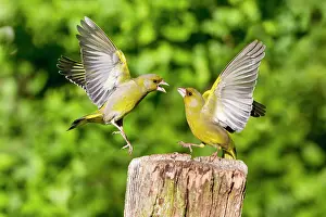 Squabbling: Greenfinch - two squabbling