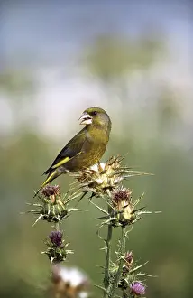 Greenfinches: GREENFINCH - on thistle, singing
