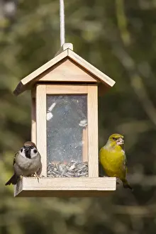 Feeders: Greenfinch and Tree Sparrow - at a feeding station