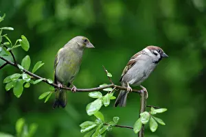 Greenfinches: Greenfinch and Tree Sparrow (Passer montanus)