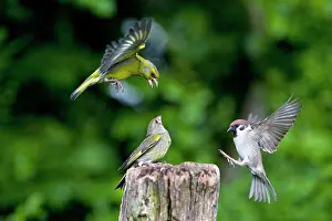 Squabbling: Greenfinch - two with Tree Sparrow - (Passer montanus)