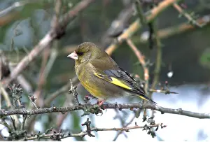 Chris Knights: GREENFINCH - ON TWIG