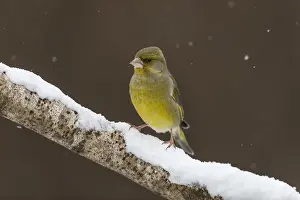 Greenfinches: Greenfinch in winter