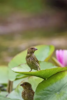 Youngsters: Greenfinch - youngsters exploring lily pad