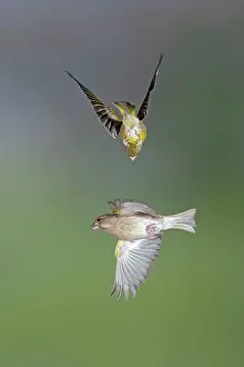 Greenfinches: Greenfinches - fighting in flight