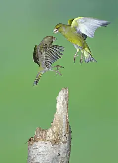 Attacking: Greenfinches - fighting in flight