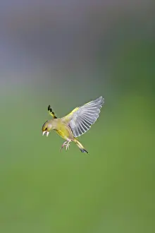 Greenfinches: Greenfinches - male in flight
