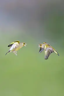 Greenfinches: Greenfinches - males fighting in flight