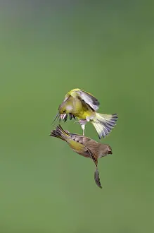 Attacking: Greenfinches - males fighting in flight