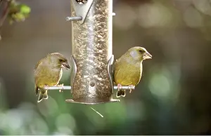 Feeders: GREENFINCHES - x two at bird feeder