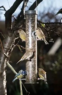 Feeders: GREENFINCHS & Blue Tit (Cyanistes caeruleus) - on