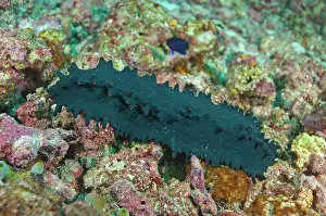 Bajo: Greenfish Sea Cucumber Manta Channel dive site