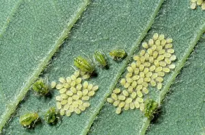 Greenflies: Greenfly Aphids