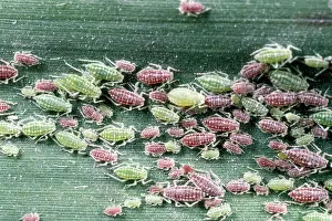 Aggregation: Greenfly Aphids - large aggregation on reed leaf