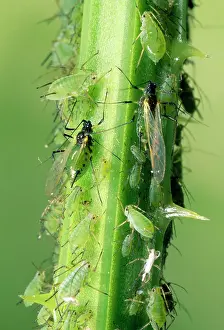 Infestations: Greenfly Aphids - on plant stem
