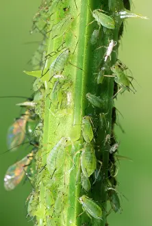 Ailsa Hopkin: Greenfly Aphids - on plant stem