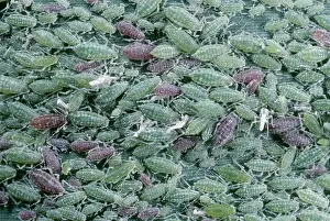 Infestations: GREENFLY / PEA APHID - ON REED LEAF