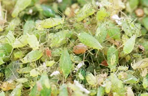 Greenflies: Greenfly / Pea APHIDS - huge swarm
