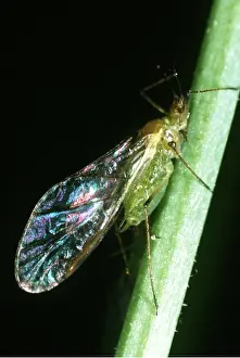 Martin Beames: GREENFLY - X10 magnification