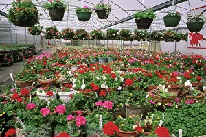 Greenhouses: Greenhouse