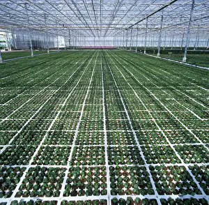 Shops: Greenhouse