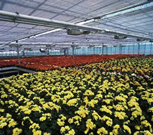 Shops: Greenhouse