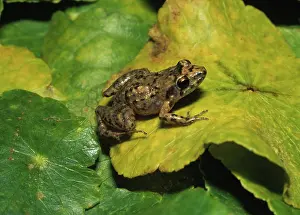 Greenhouse Frog