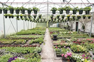 Geranium: Greenhouse horticulturist greenhouse in spring