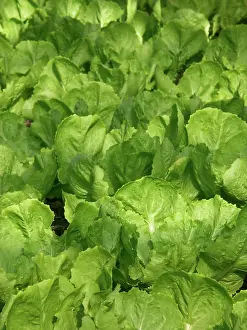 Lactuca: Greenhouse Lettuce