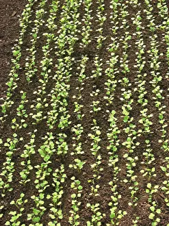 Sprouting: Greenhouse Plants