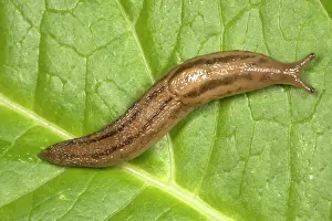 Limax: Greenhouse Slug - Native to Iberian peninsula