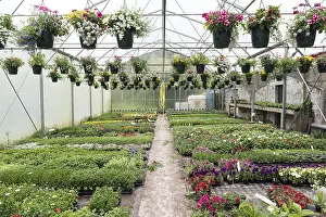 110219: Greenhouse of various plants at a horticulturist
