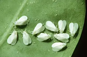 Whiteflies: Greenhouse Whiteflies