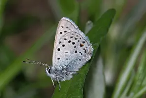 Plebejus: Greenish Blue